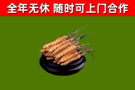 五原回收散虫草