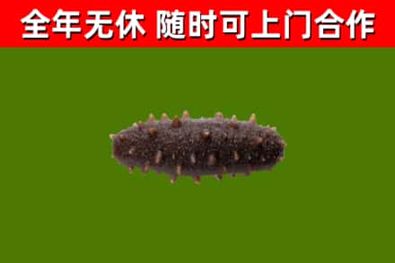 五原回收海参干